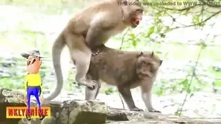 سكس مع حيوناتn43w34szh1xe