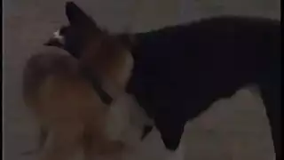 إباحية عنيفة خارجية: جنس في حقل عنب مع فتاة ممتلئة الصدر